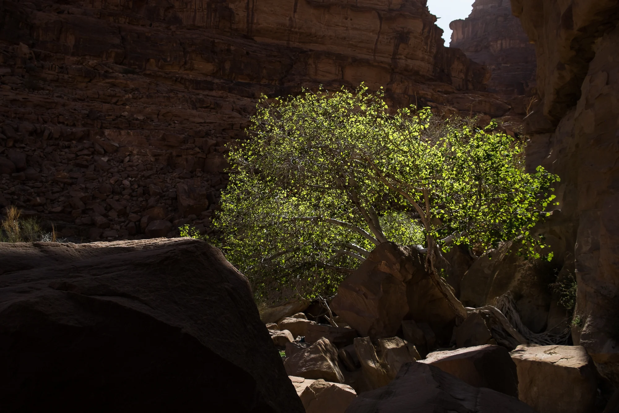 my desert site-9024.jpg