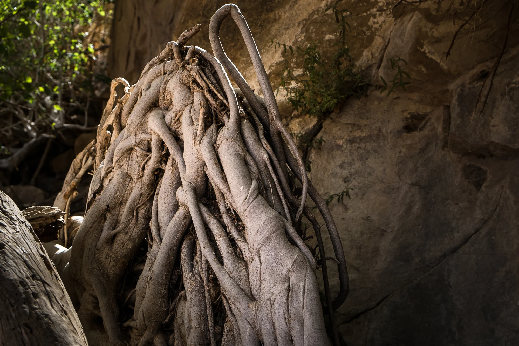 my desert site-9029.jpg