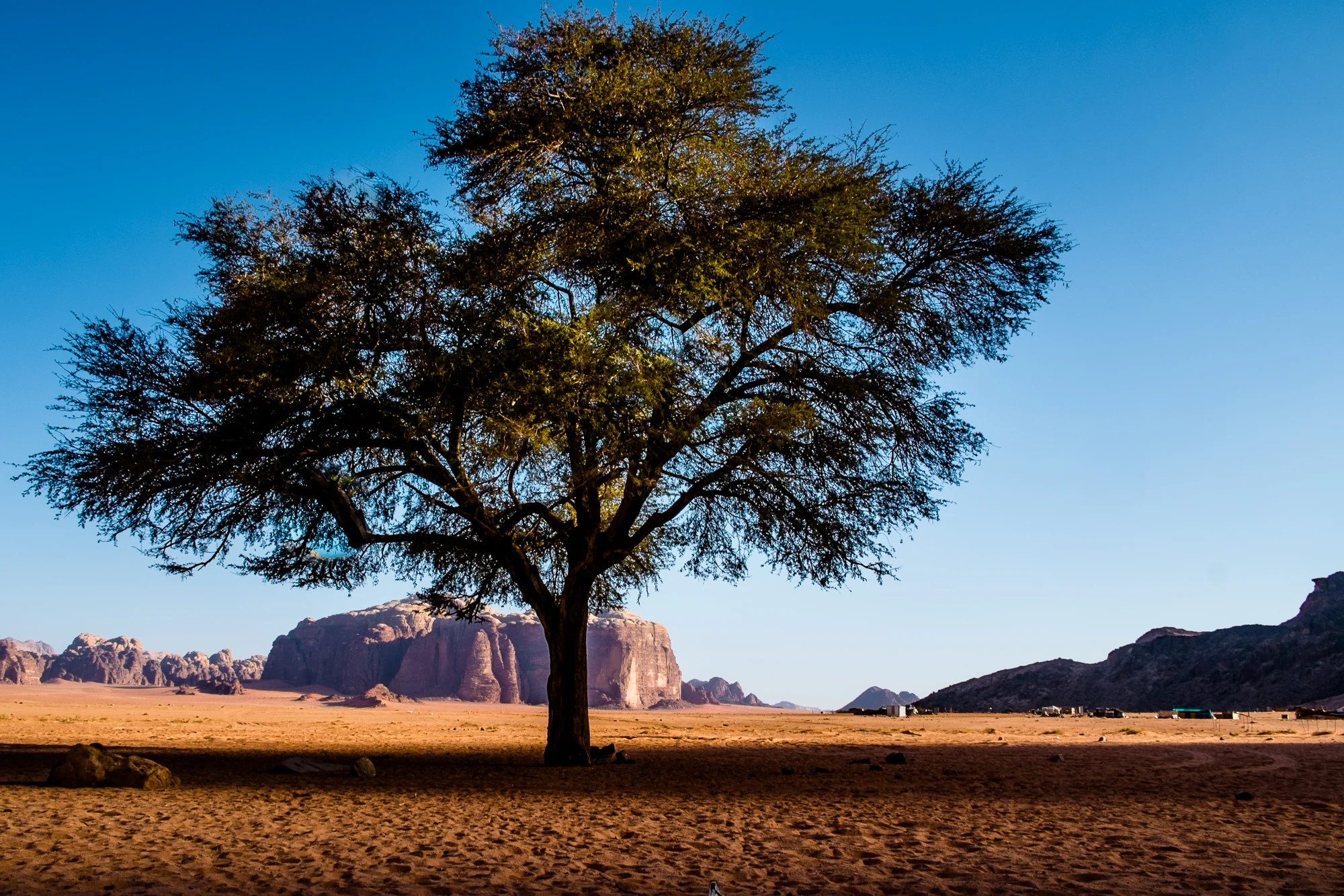 my desert site-9083.jpg