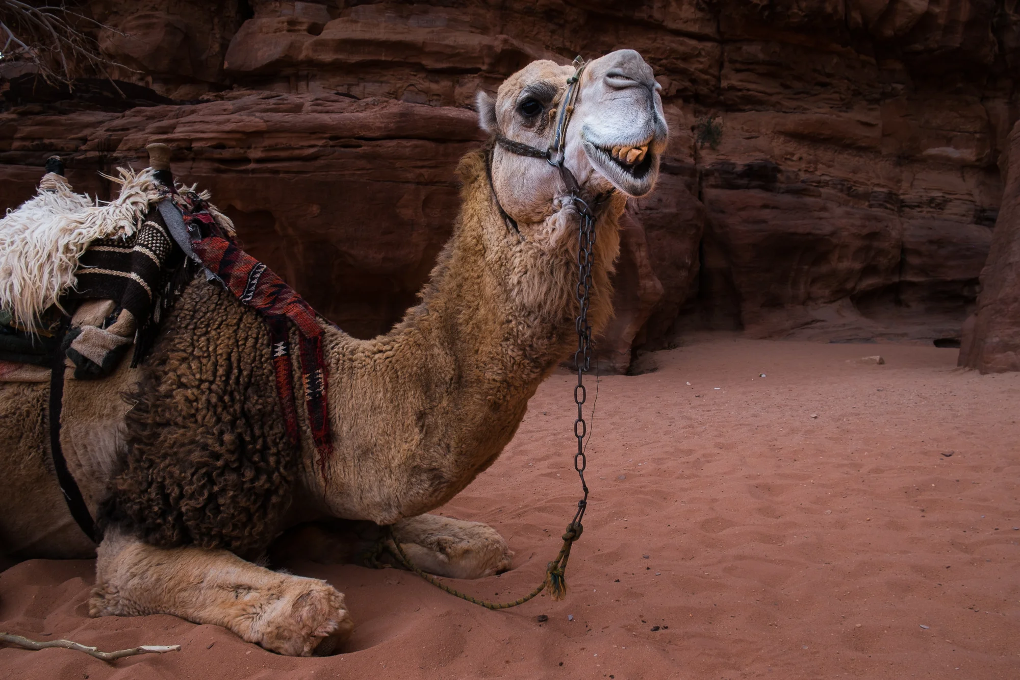 my desert site-9118.jpg