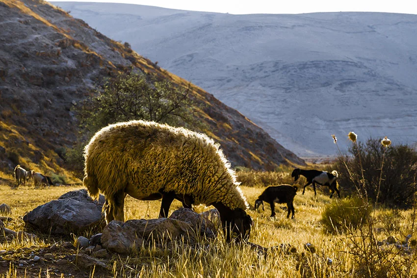 sheep 72 rita left.jpg