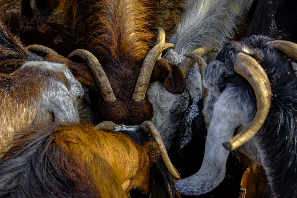rashash sept 11 2019-1967.jpg