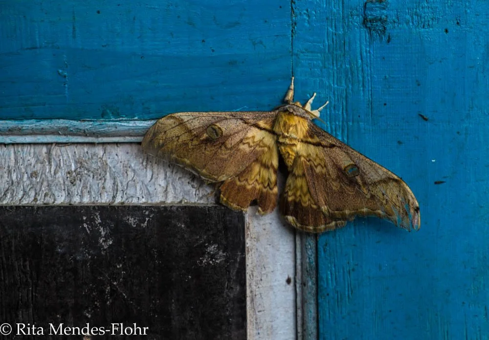 Night Butterfly - a trek in Nepal just before the Earthquake
