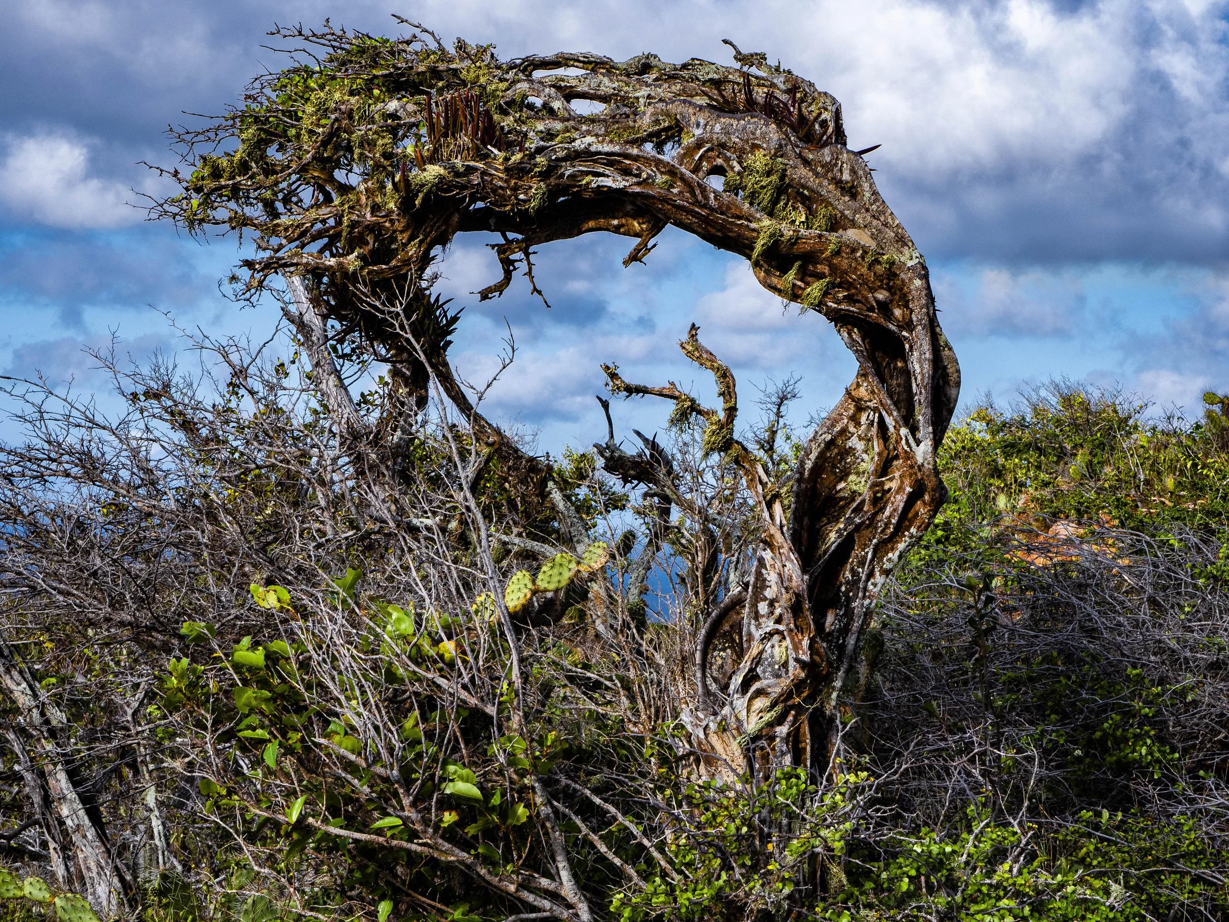 SPEAKING PAPIAMENTU - on reconnecting to my native tongue