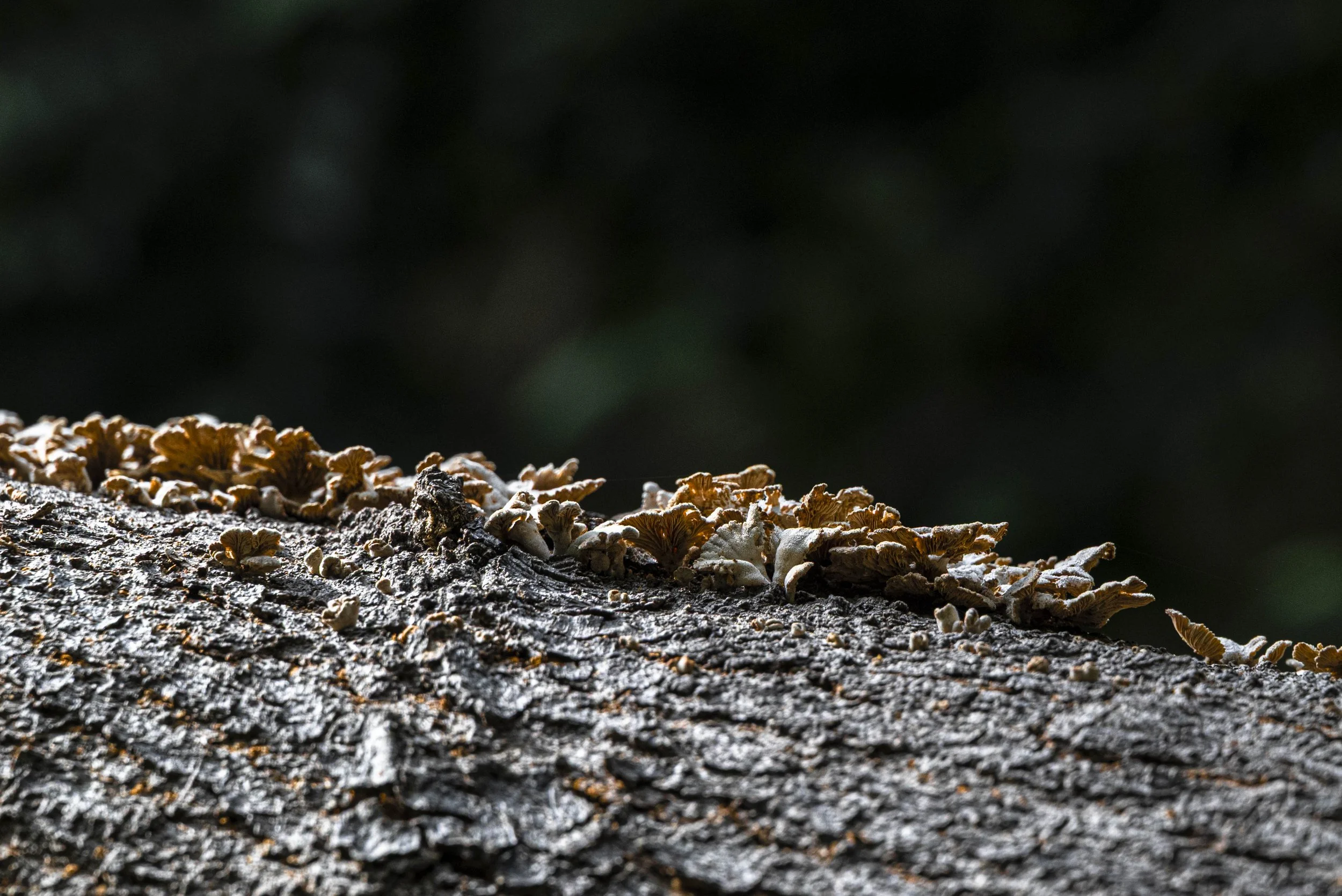 nootdkust 2025 -51838.jpg