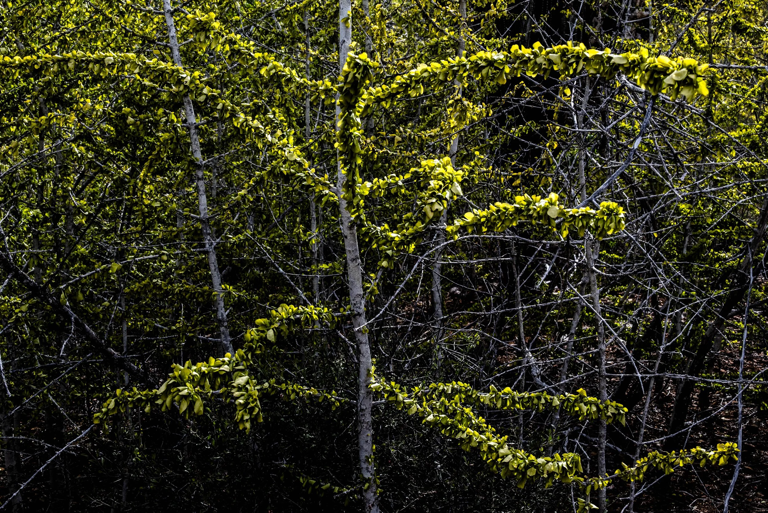 nootdkust 2025 -51812.jpg