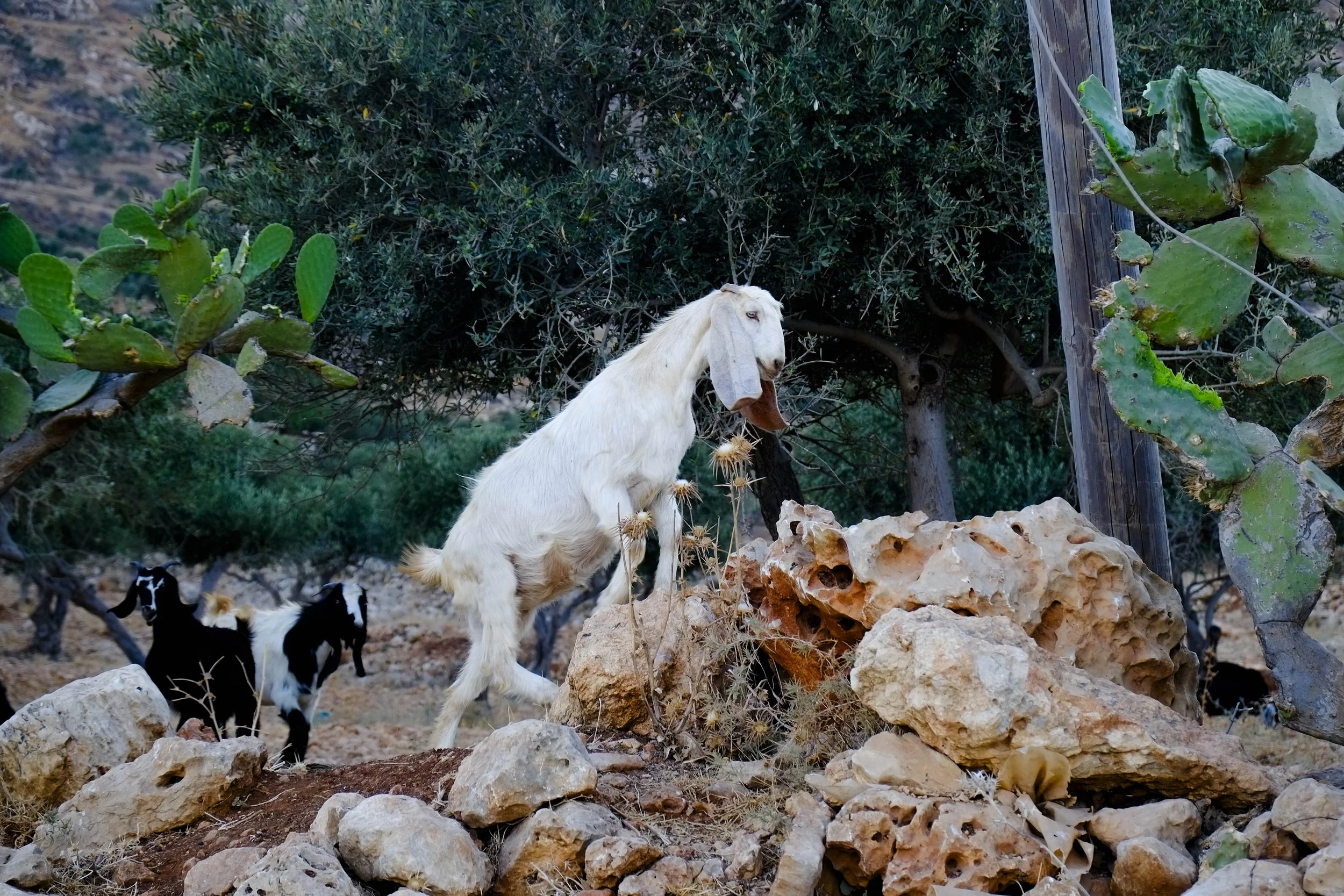 They eat Sabras, don't they? 
