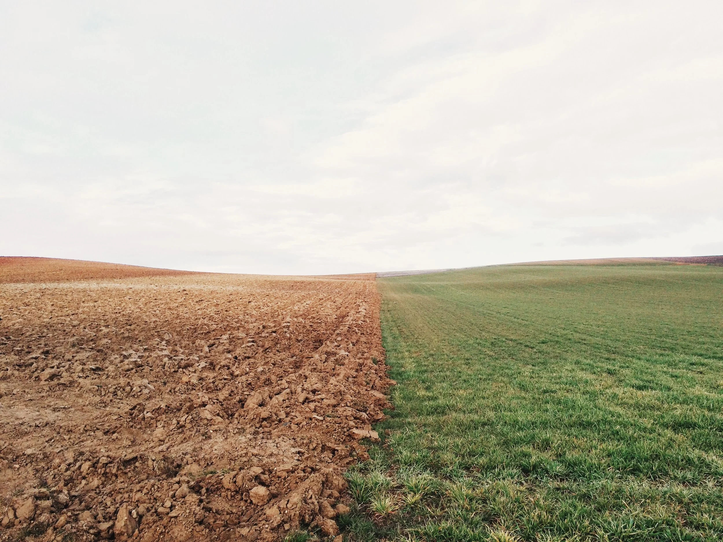 dirt and grass.jpg