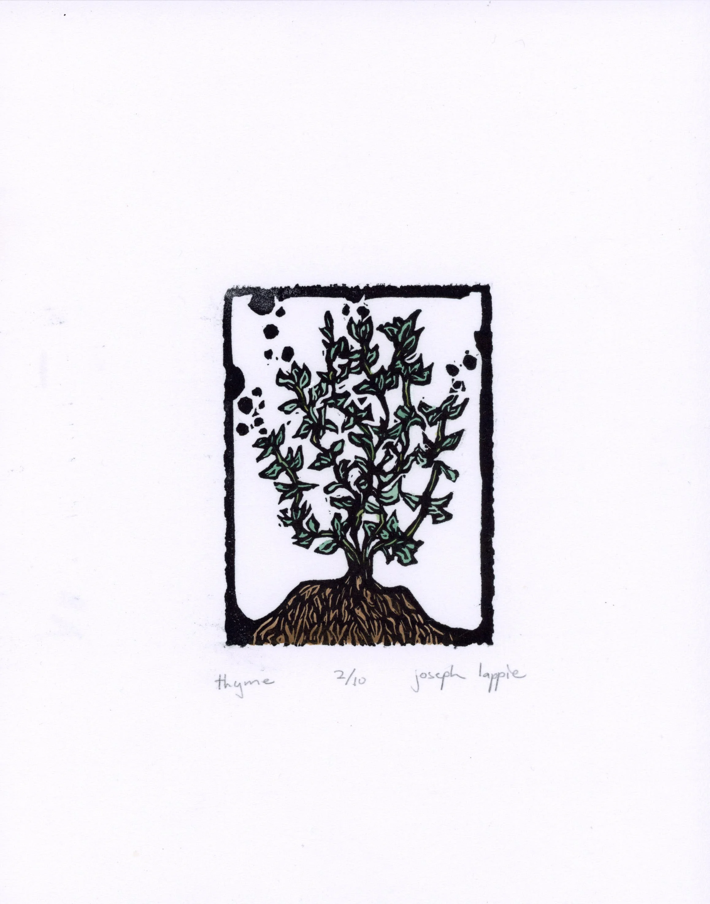 Thyme.jpg