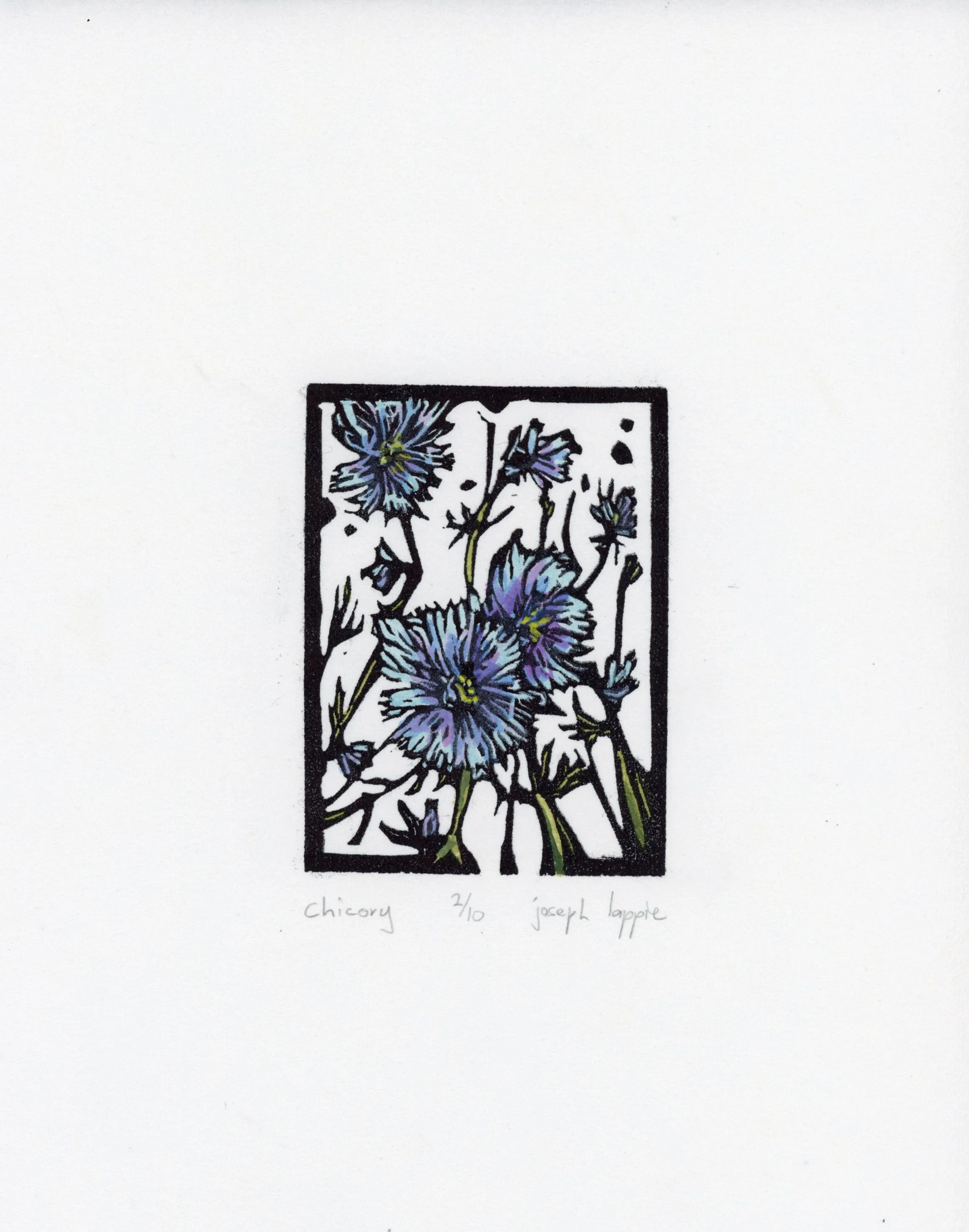 Chicory.jpg