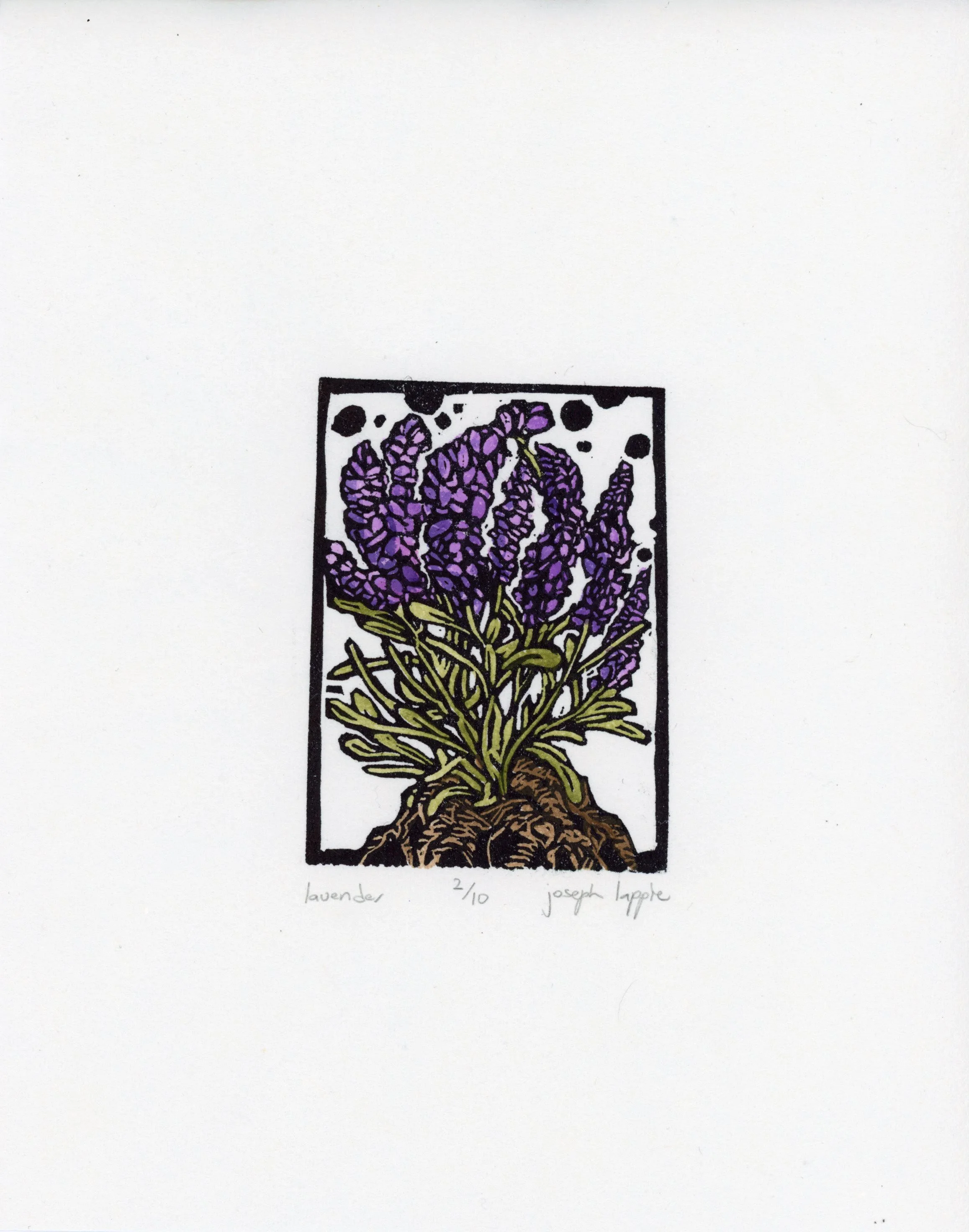 Lavender.jpg