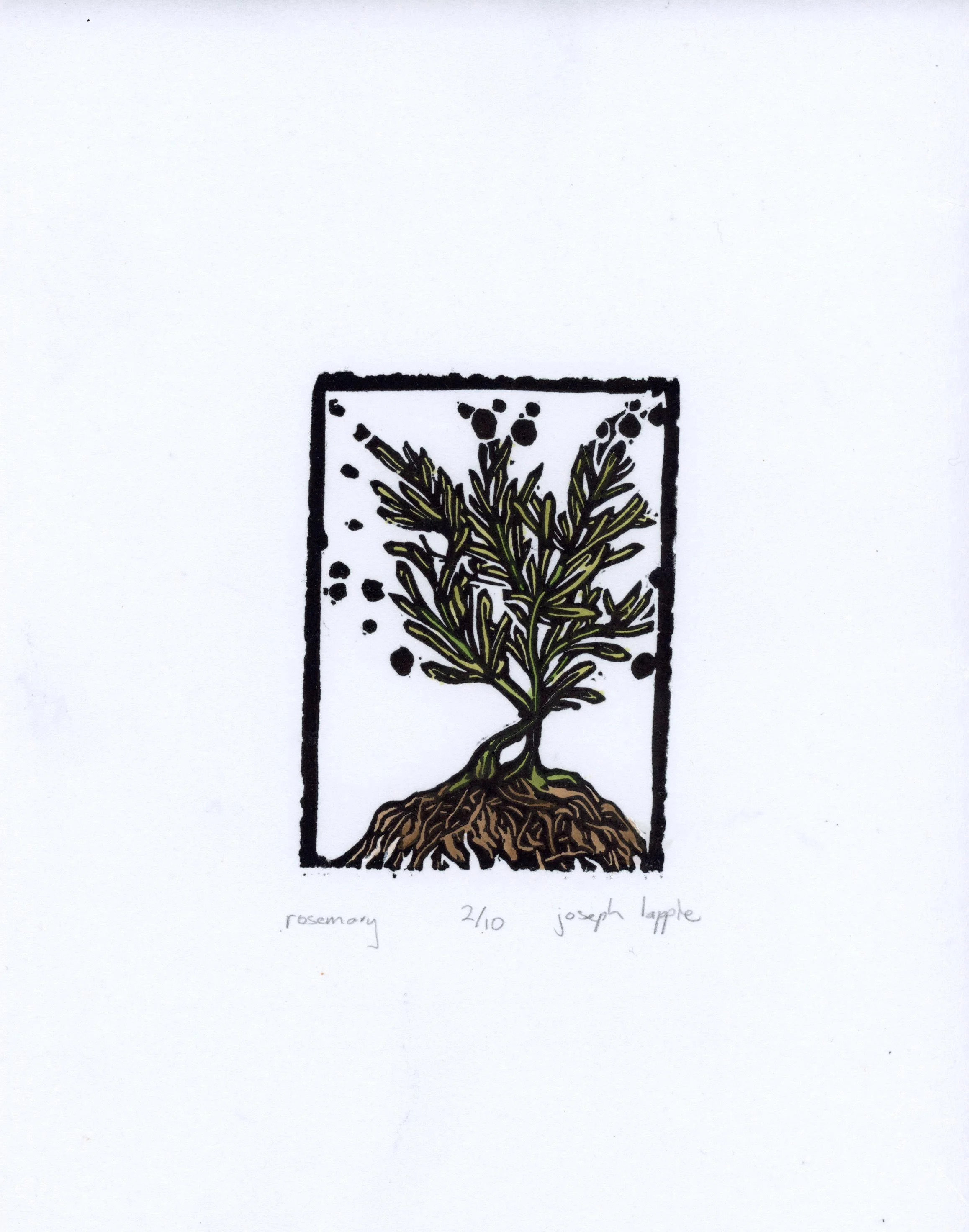 Rosemary.jpg