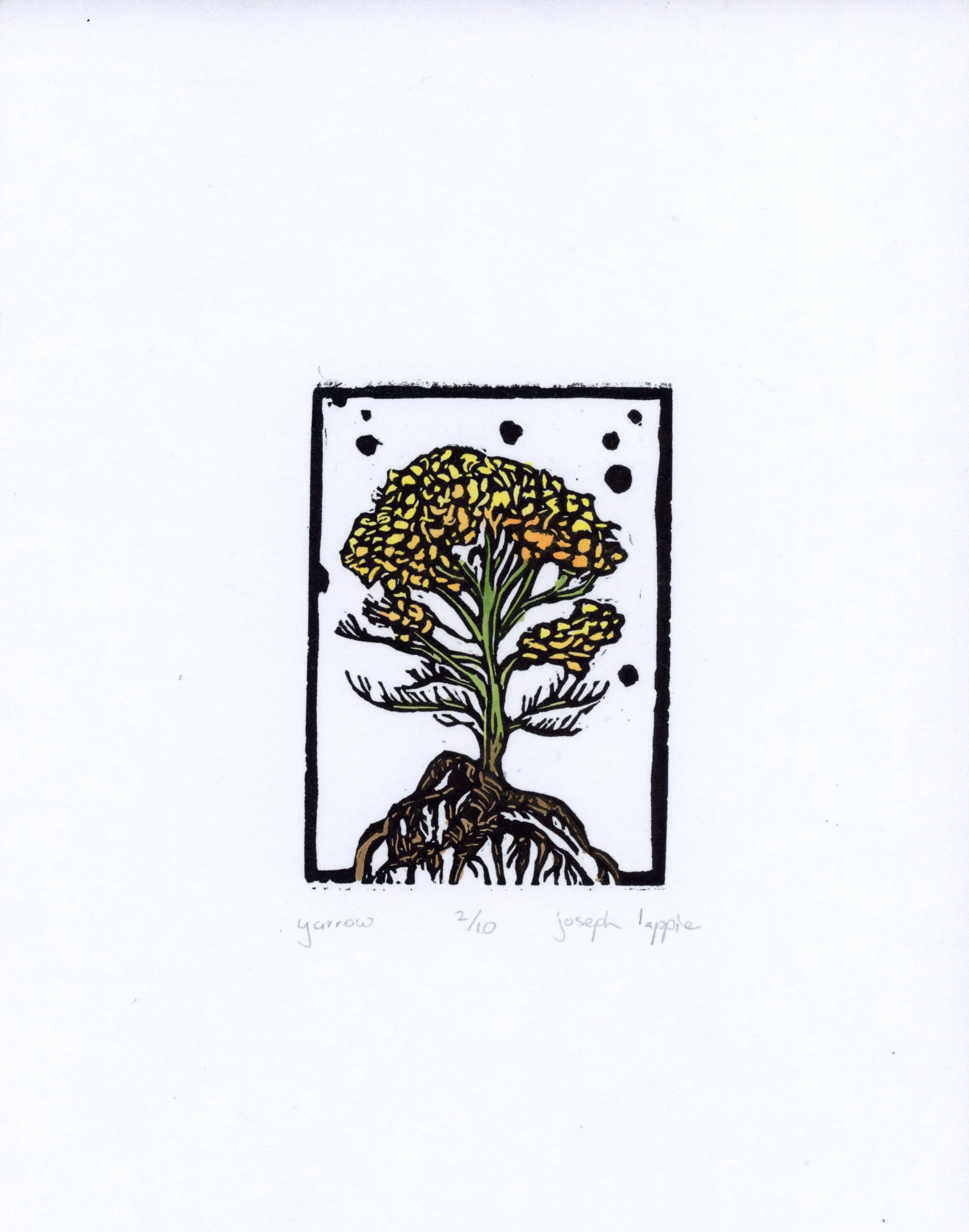 Yarrow.jpg