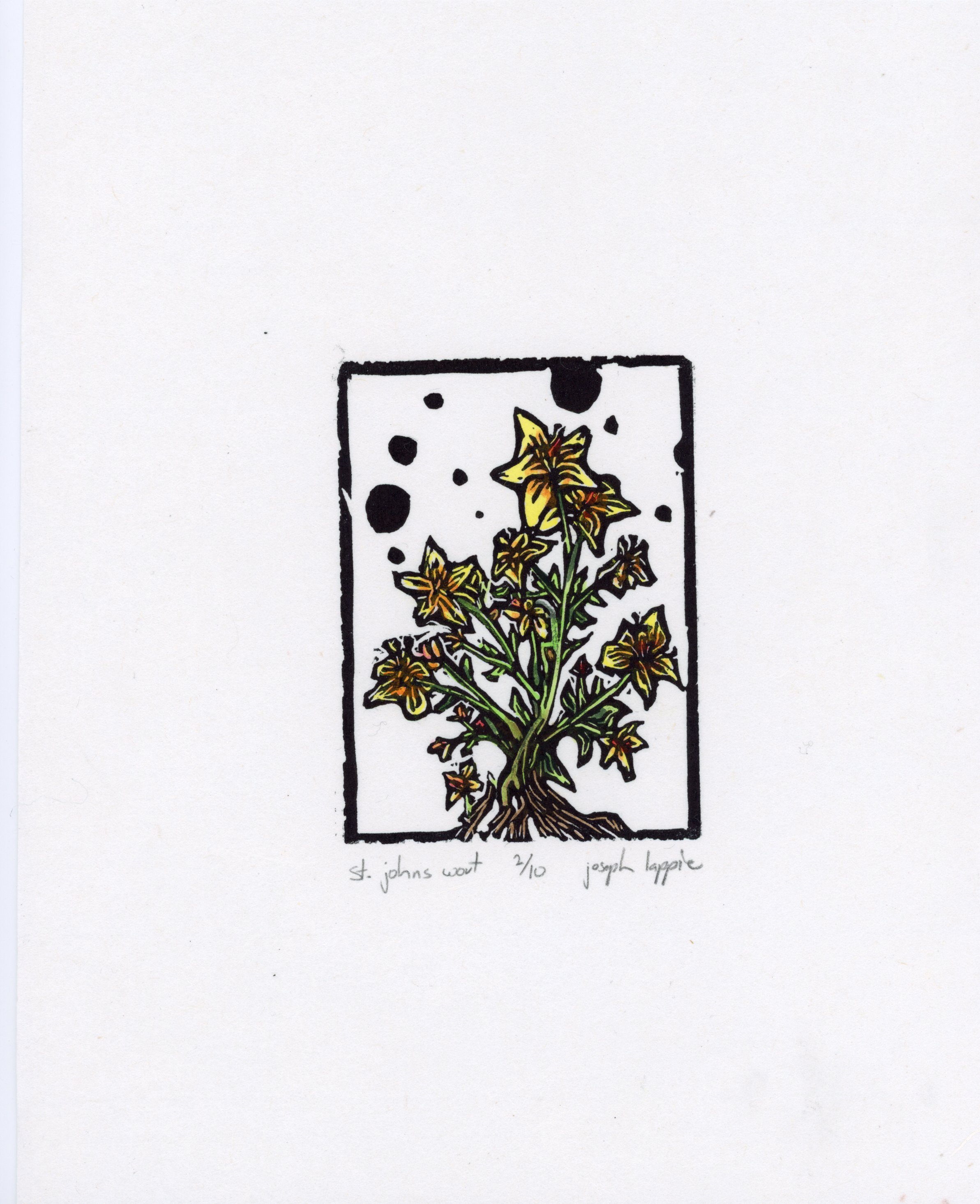 St. Johns Wort.jpg