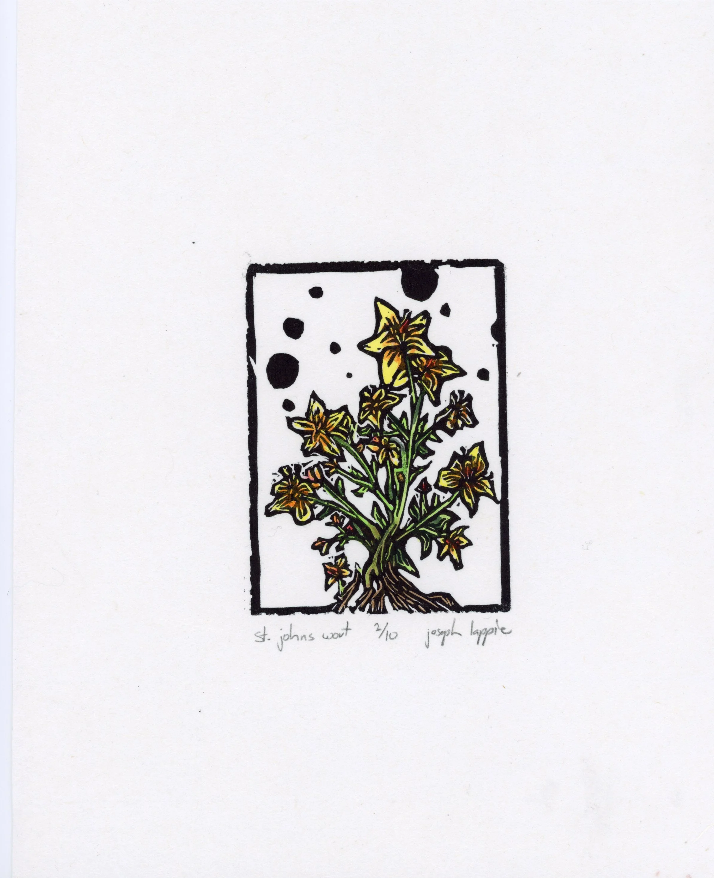 St. Johns Wort: 1-color relief print with watercolor on Mulberry Paper; 8"x10"; $70.00