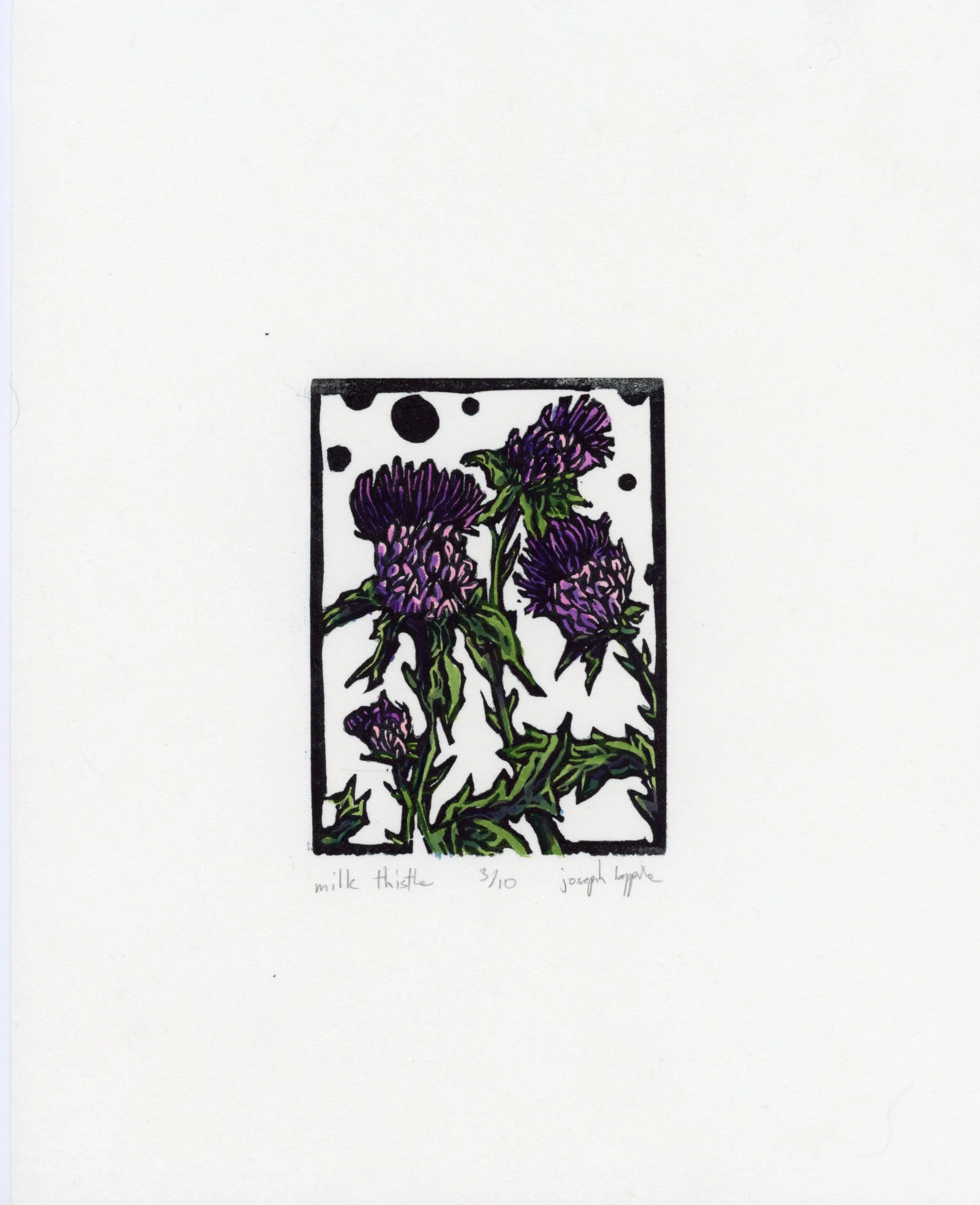 Milk Thistle.jpg