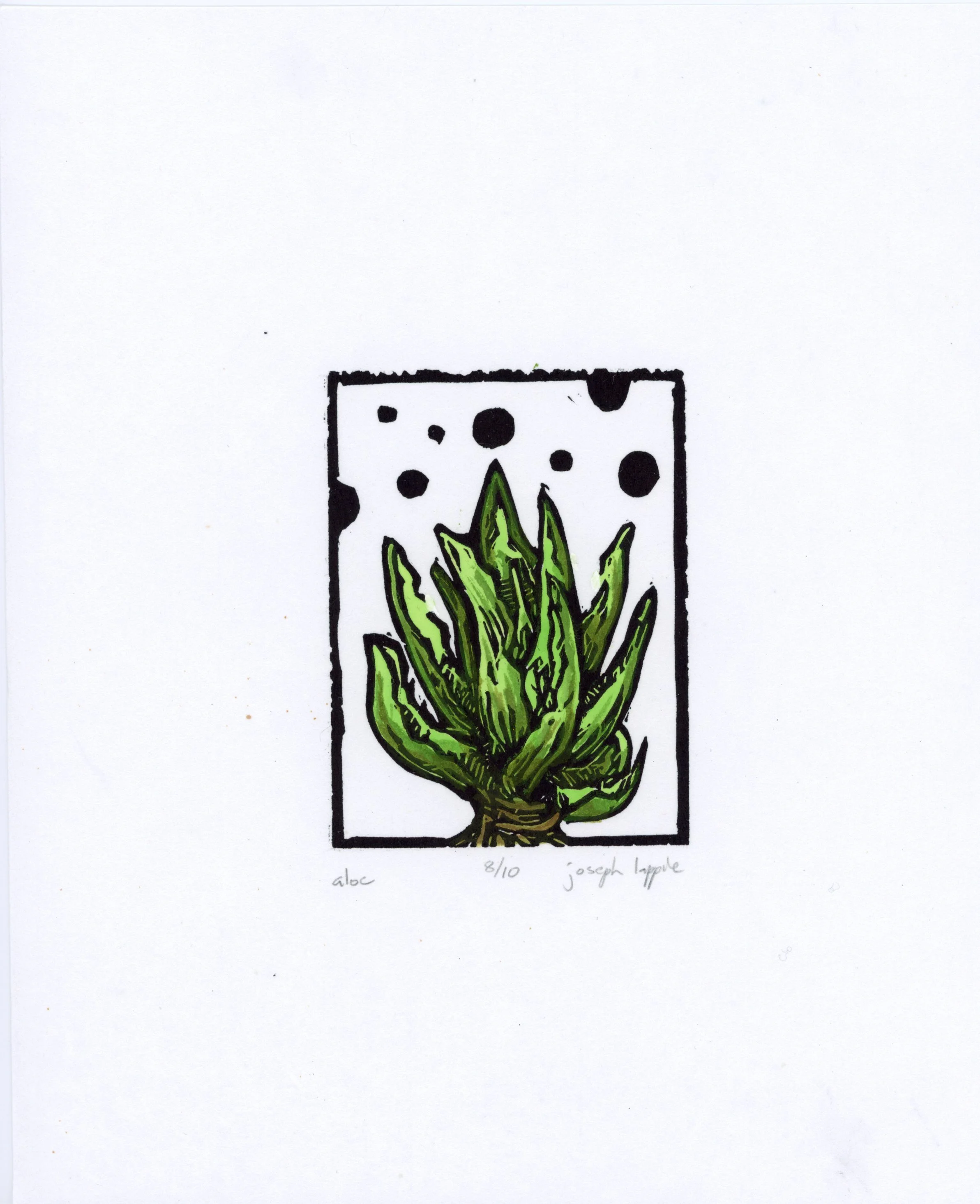 Aloe.jpg