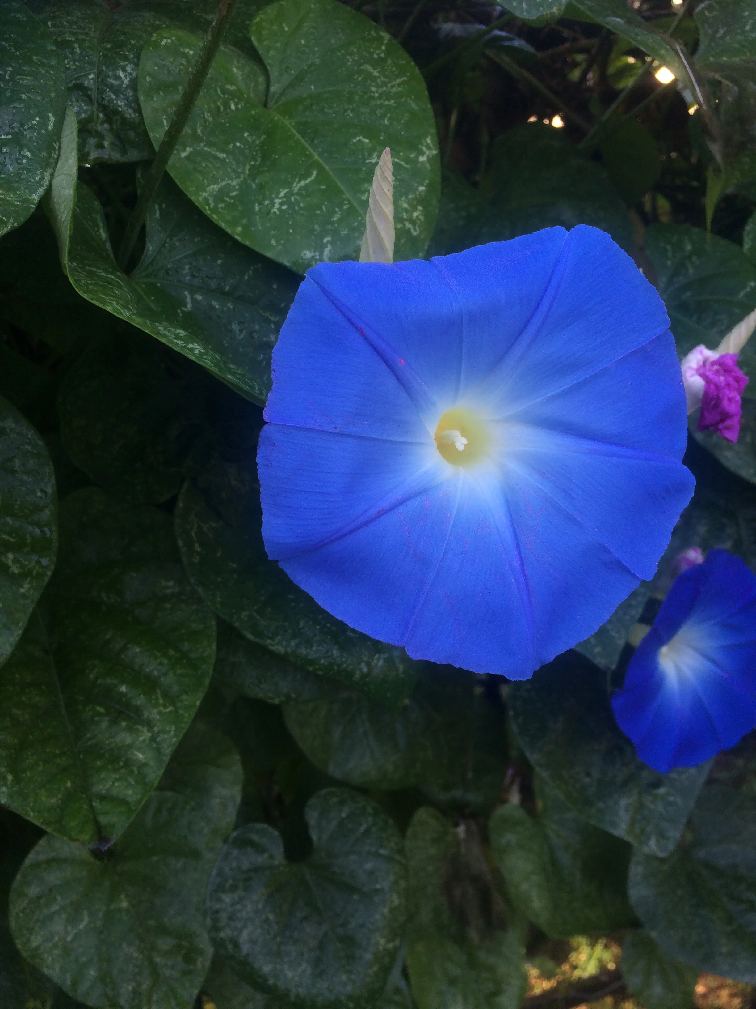 2015-10-30 09.58.02.jpg