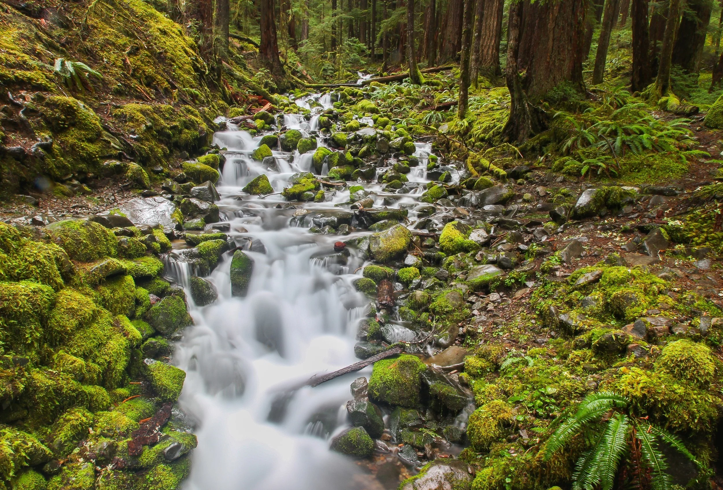 Olympic National Park, Washington