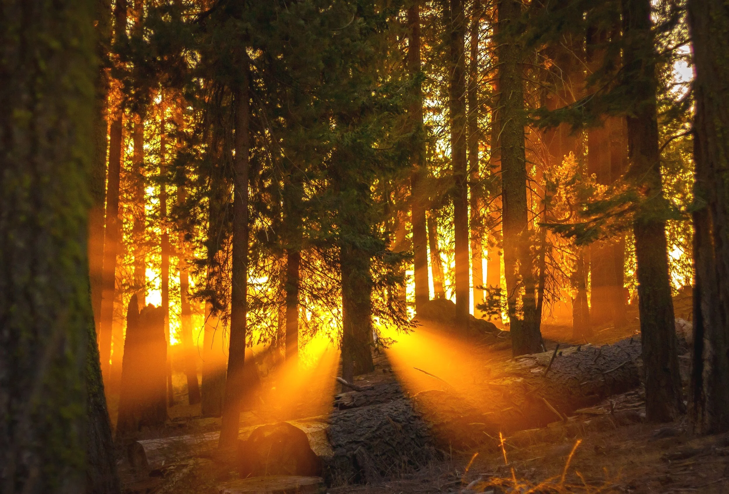 Sequoia National Park, California