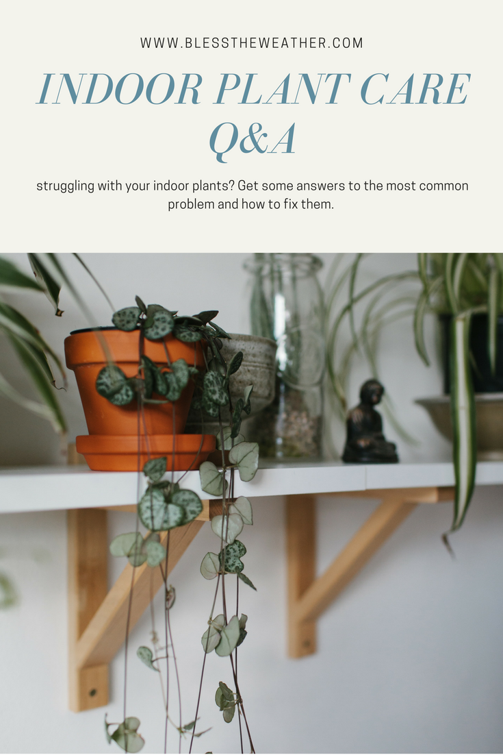 caring-for-your-indoor-plants.png