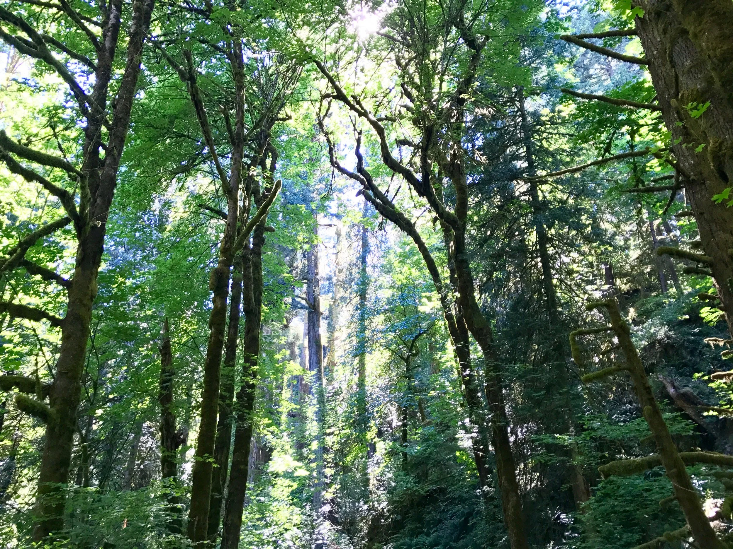 Goldstream Provincial Park