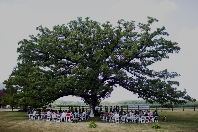 The majestic oak.