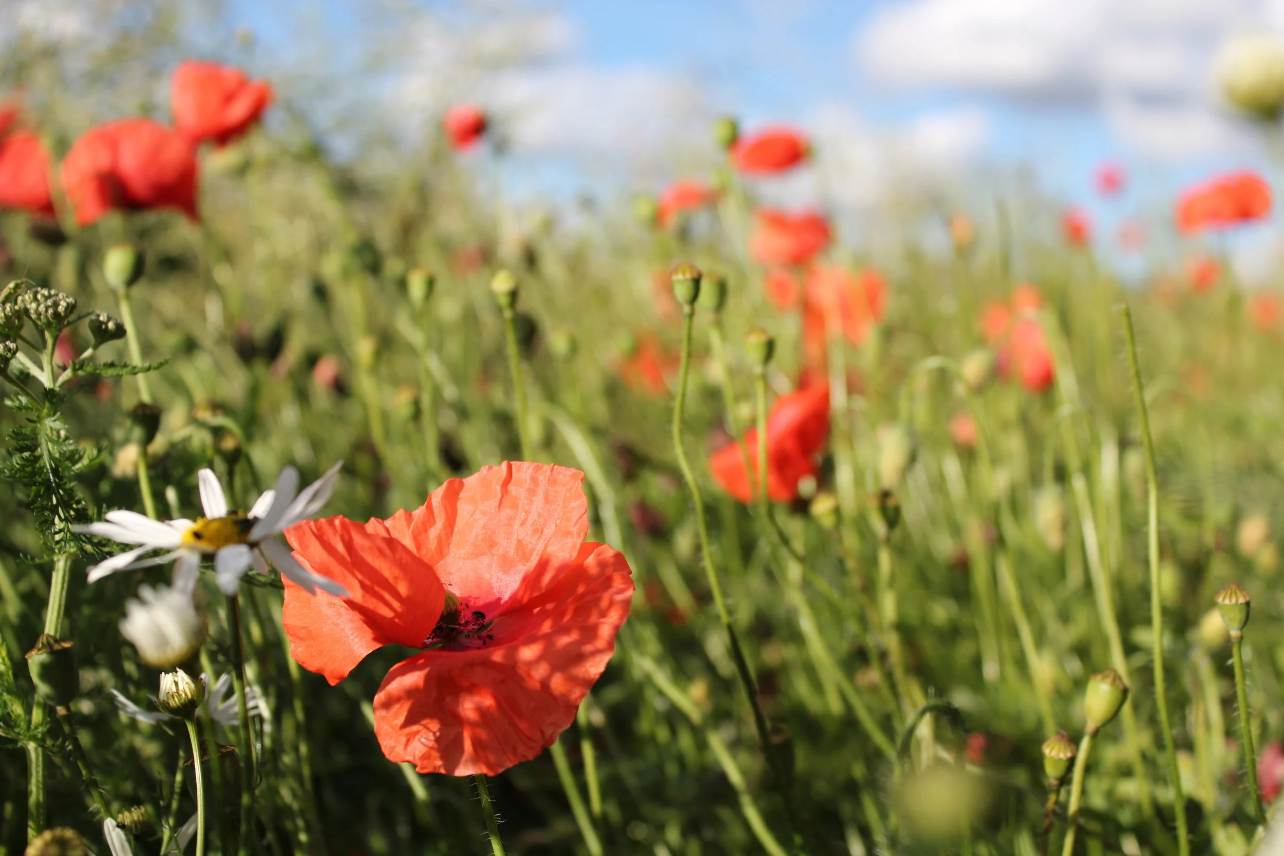 Today the World did it! 