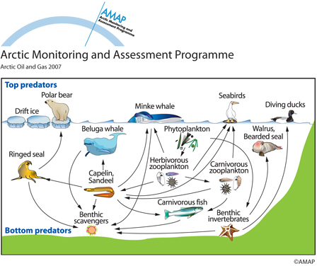 Figure 2: Simplified Barent Sea food-web The Arctic Monitoring and Assessment Program (AMAP) ‘Arctic Oil and Gas 2007’