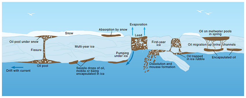 Figure 3: The Arctic Monitoring and Assessment Program (AMAP) ‘Arctic Oil and Gas 2007’
