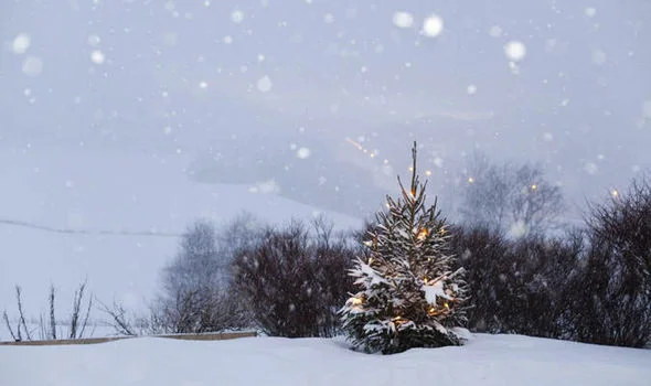 christmas-tree-621989.jpg