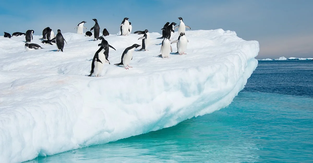 Protect the Antarctic