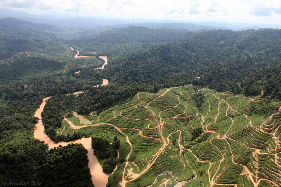 Deforestation caused by palm oil plantations