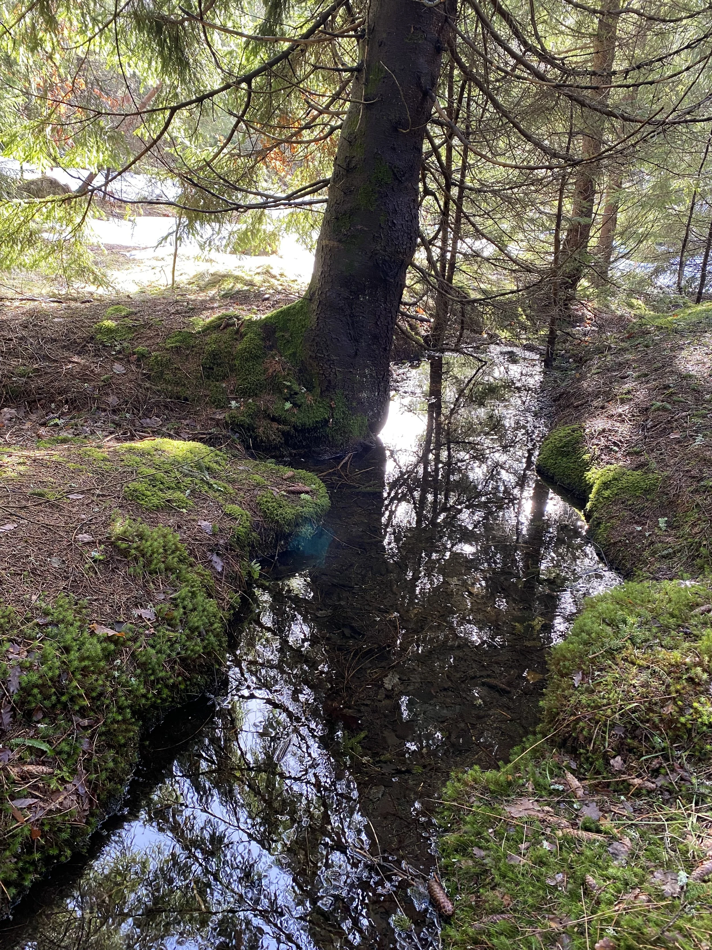 Ny EU-lov om restaurering av natur