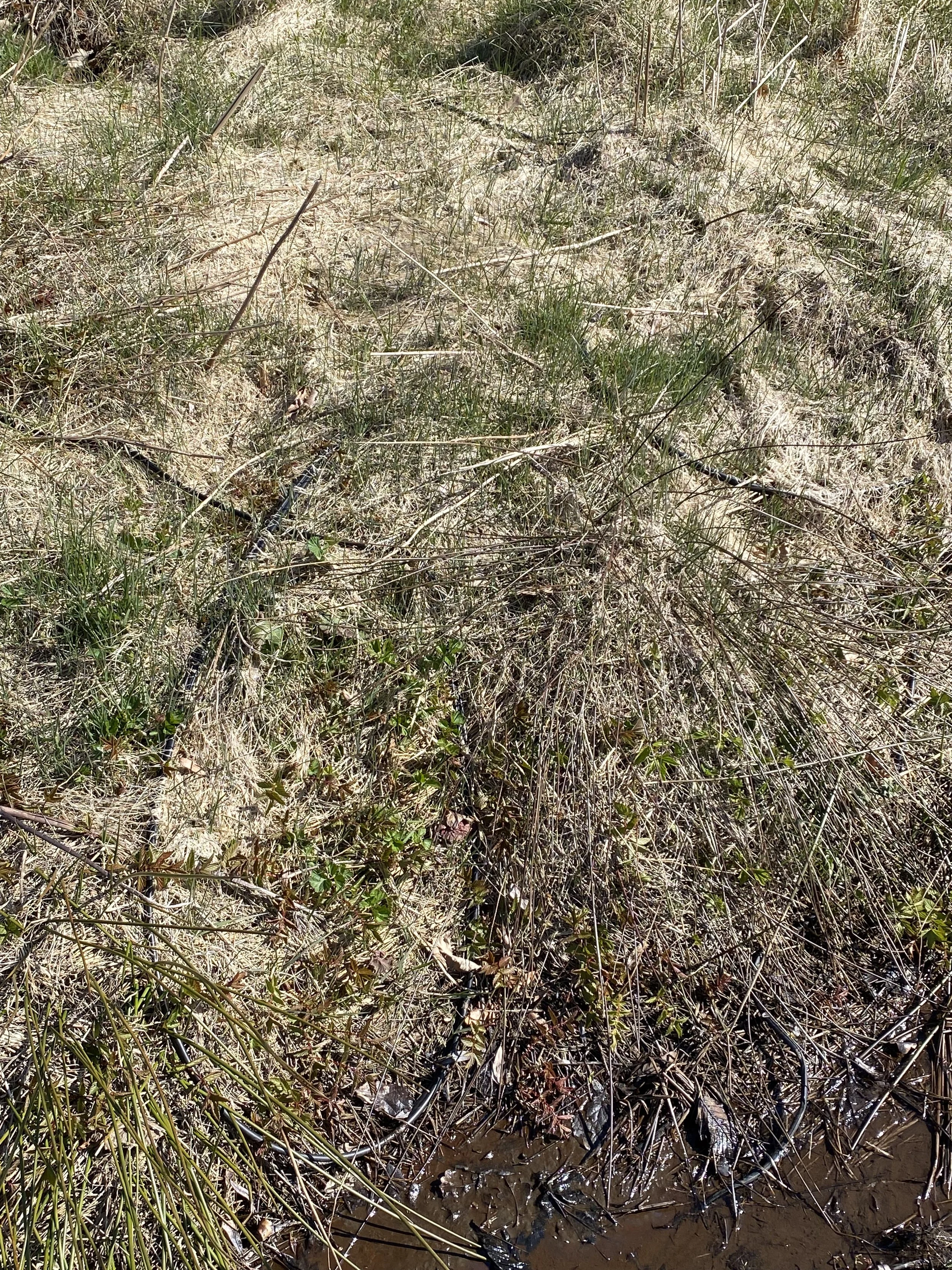 Earth Day "Planet vs. Plastics" 