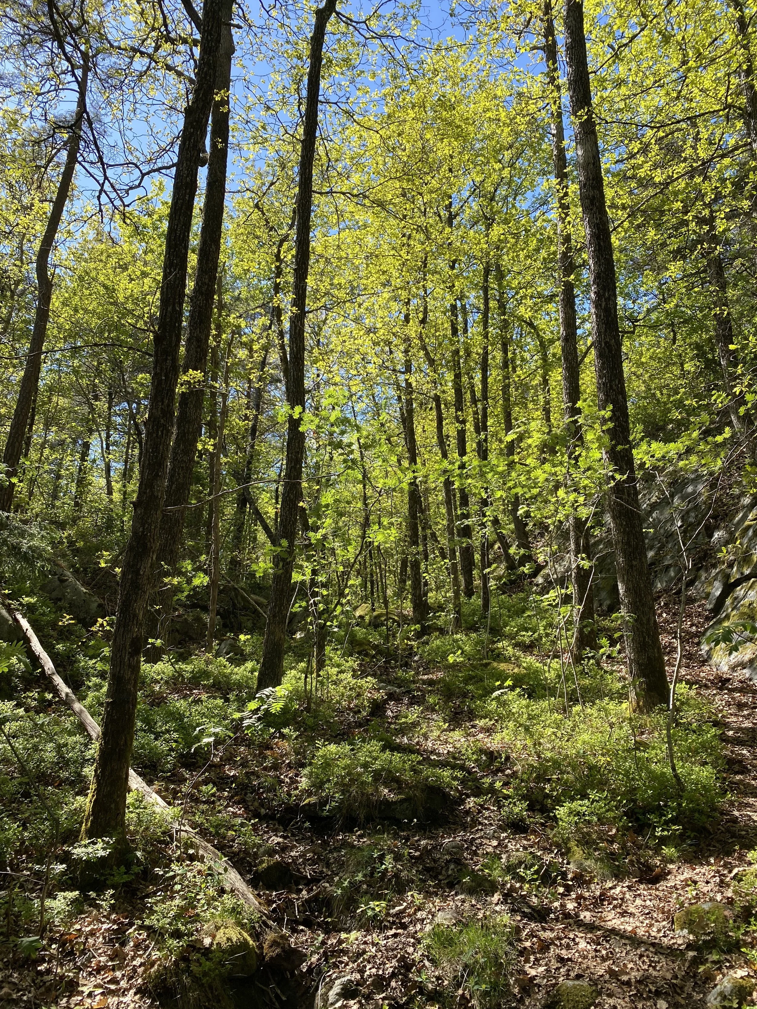 Nedbygging av norsk natur