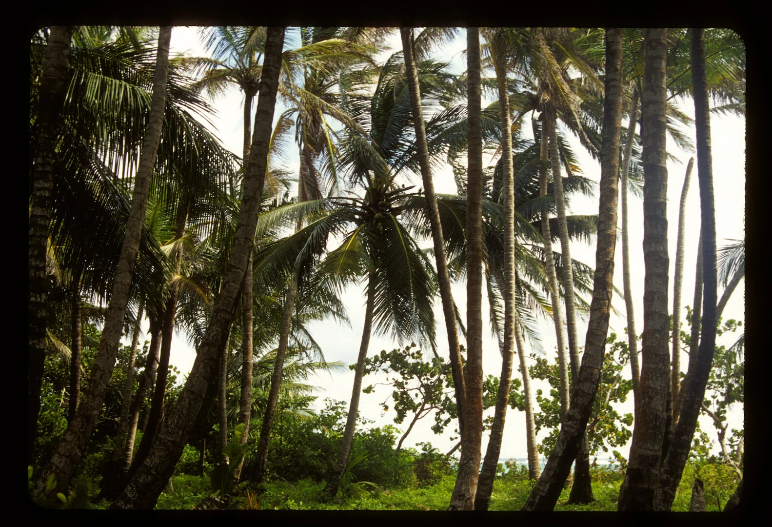 Little Corn Island, Nicaragua 2010