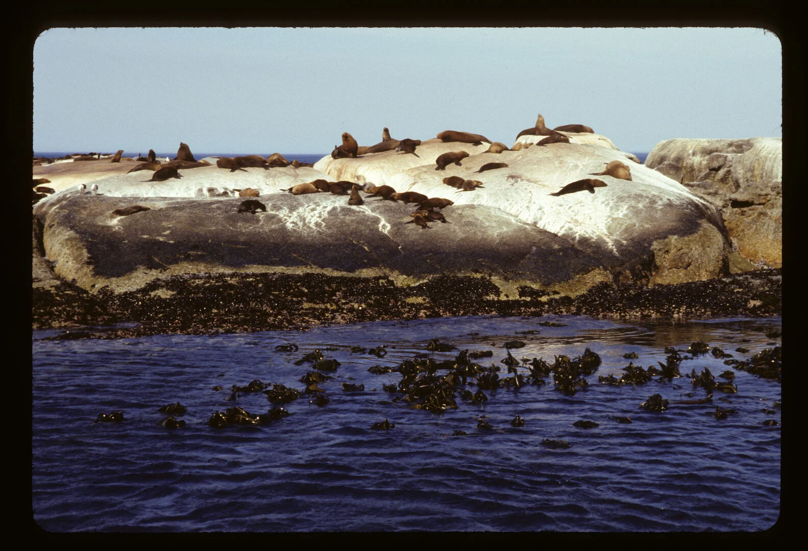 Cape Peninsula, South Africa 2008