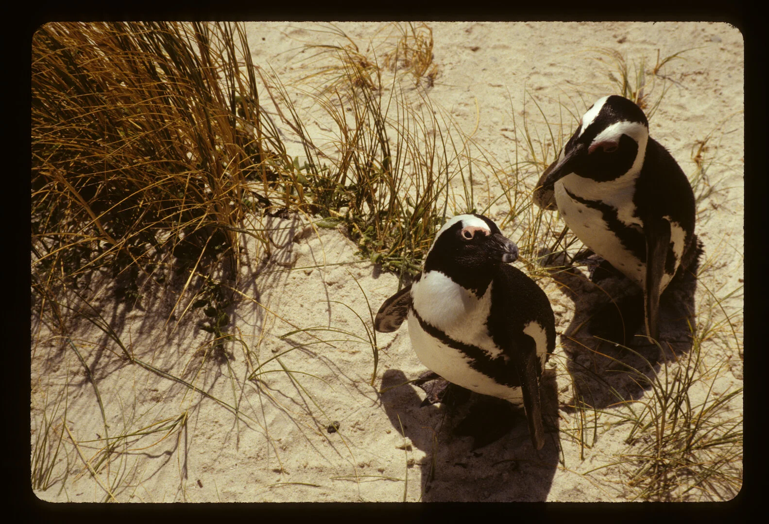 Boulders Beach, South Africa 2008