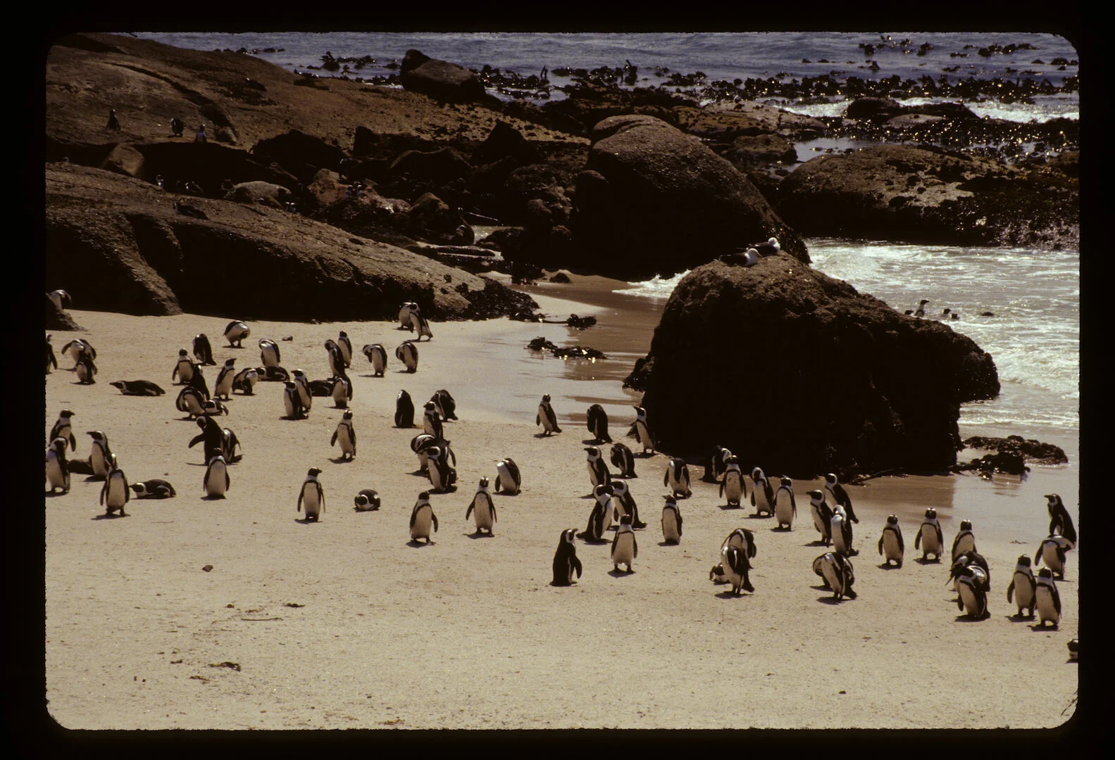 Boulders Beach, South Africa 2008