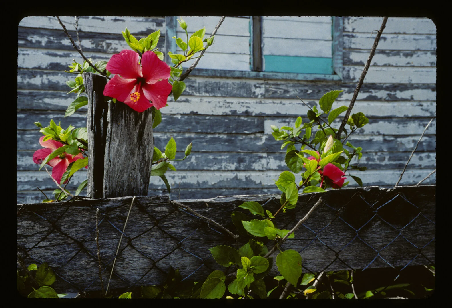 Caye Caulker, Belize 2001