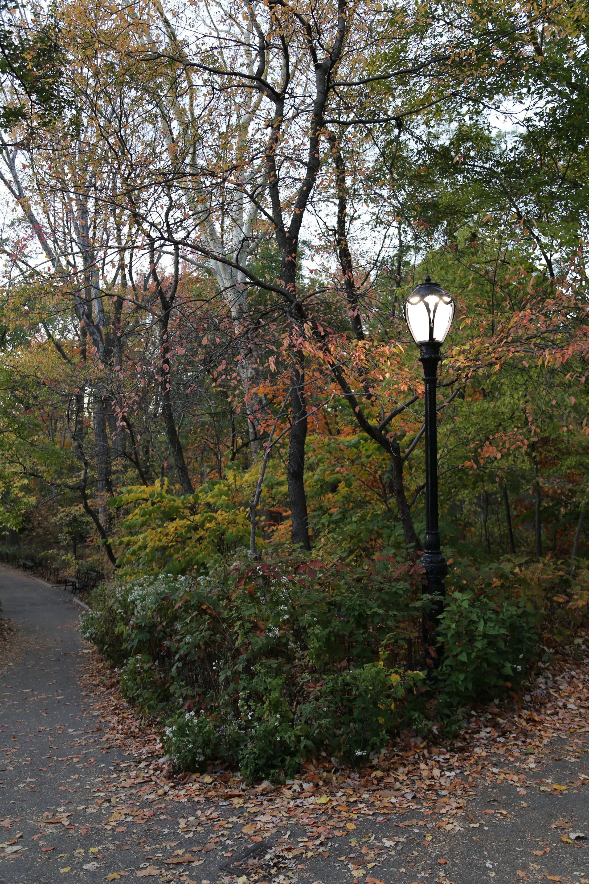 Central Park, New York NY 2015