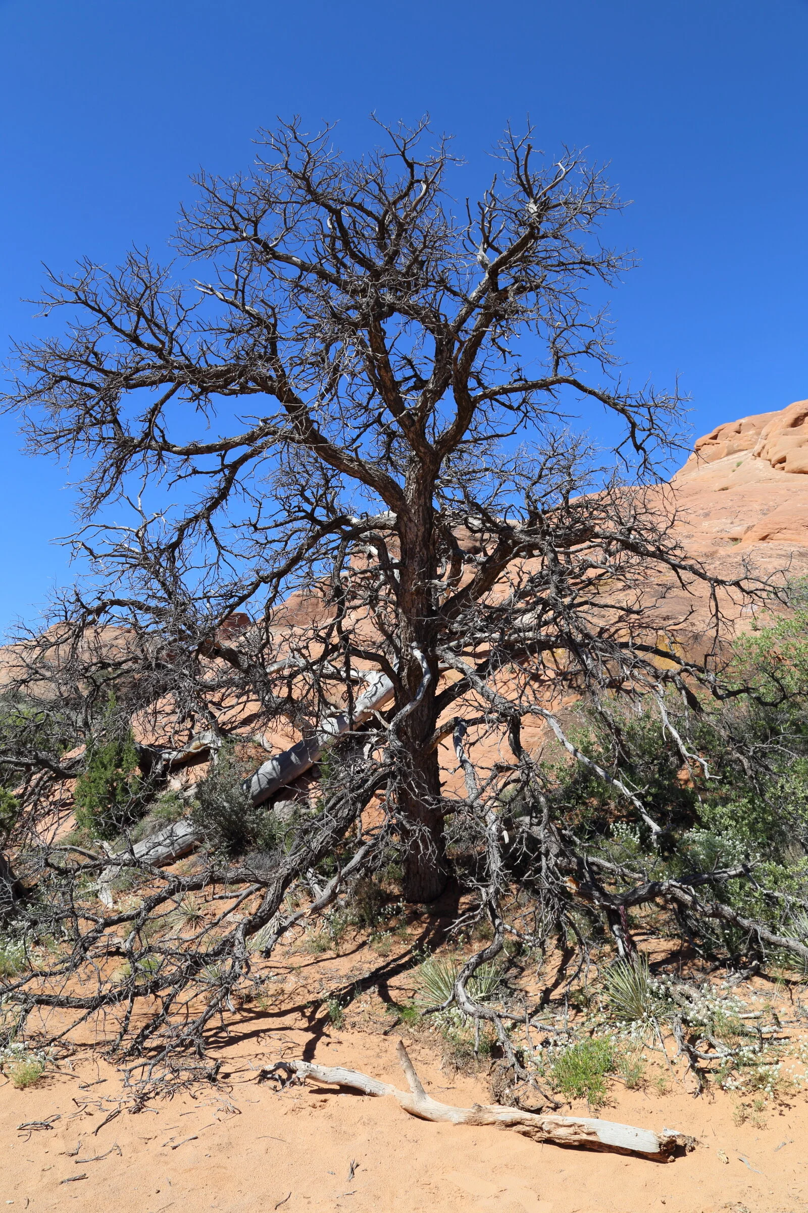 Arches National Park, Utah 2018