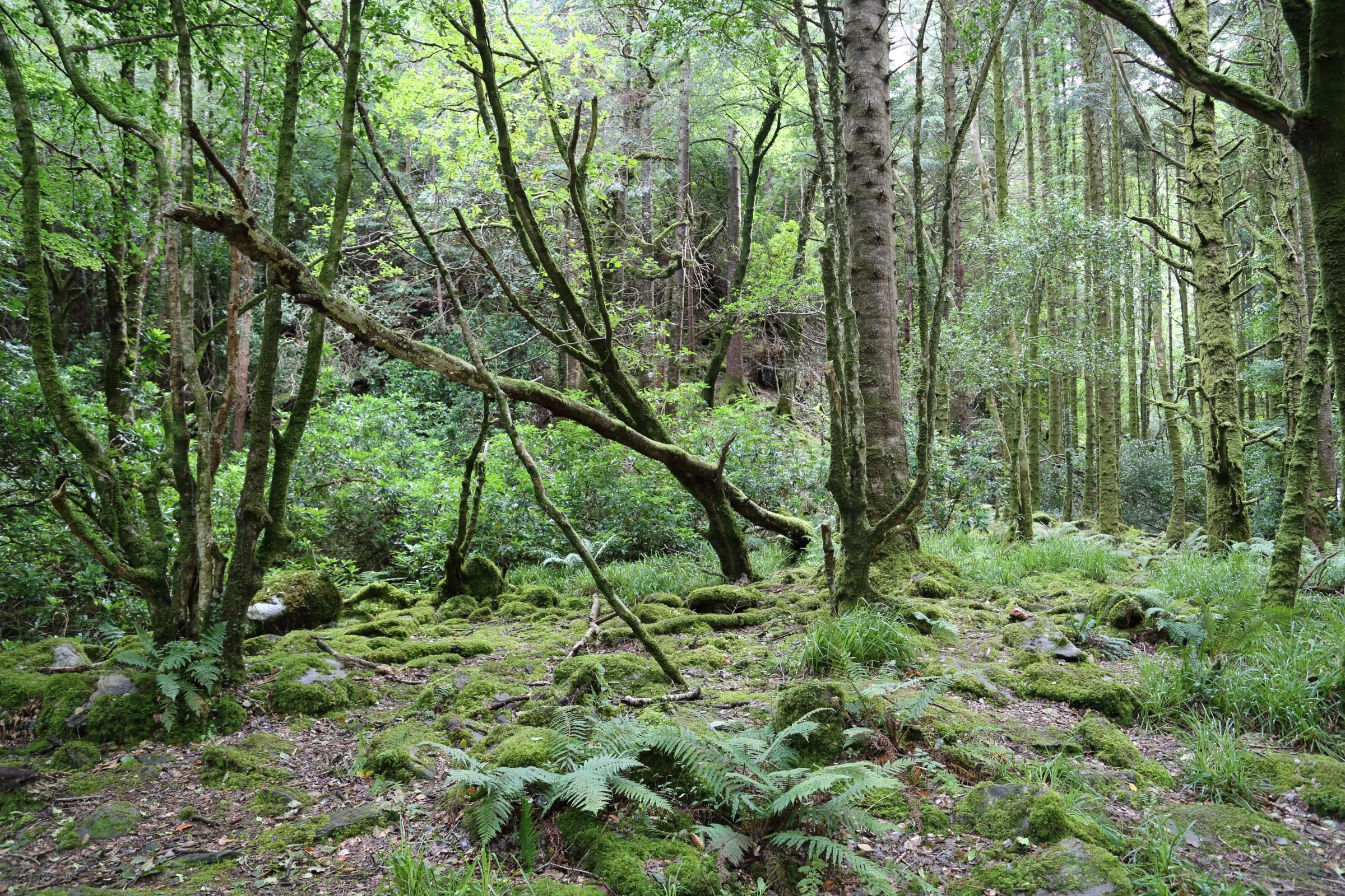 Killarney National Park, Ireland 2016