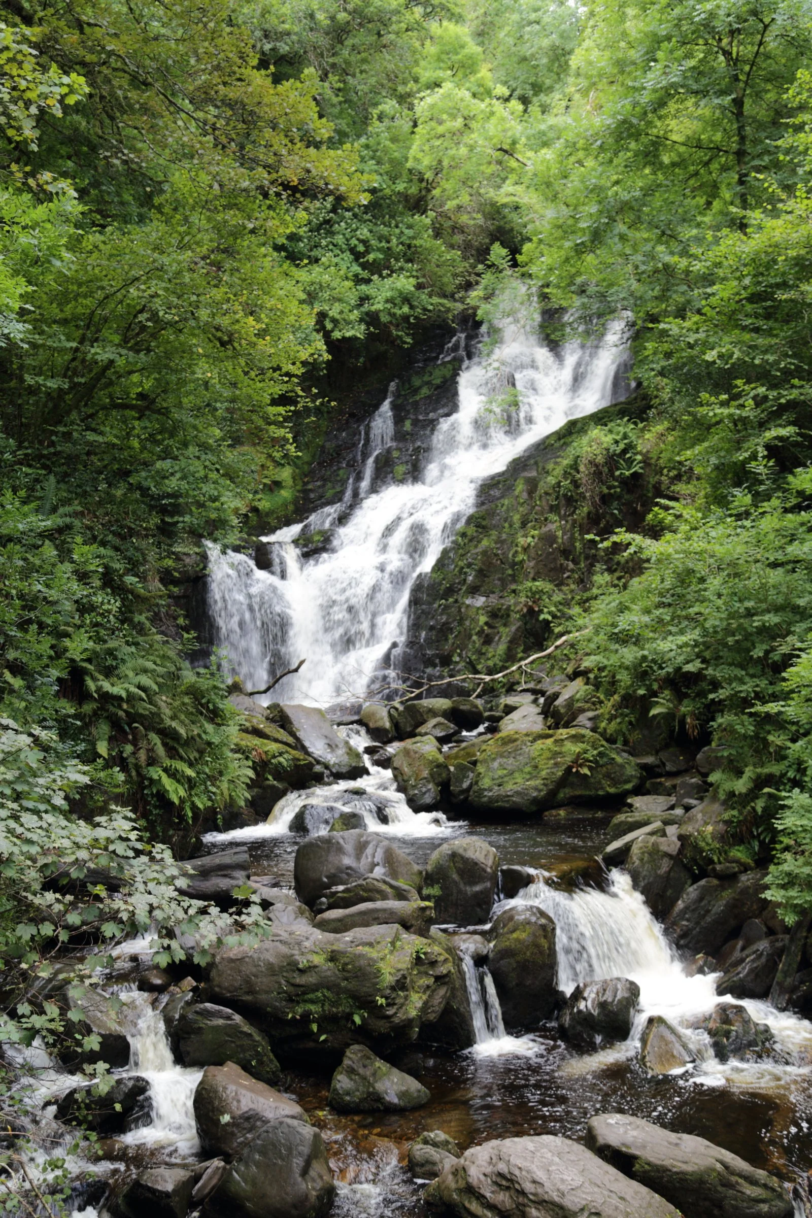 Killarney National Park, Ireland 2016