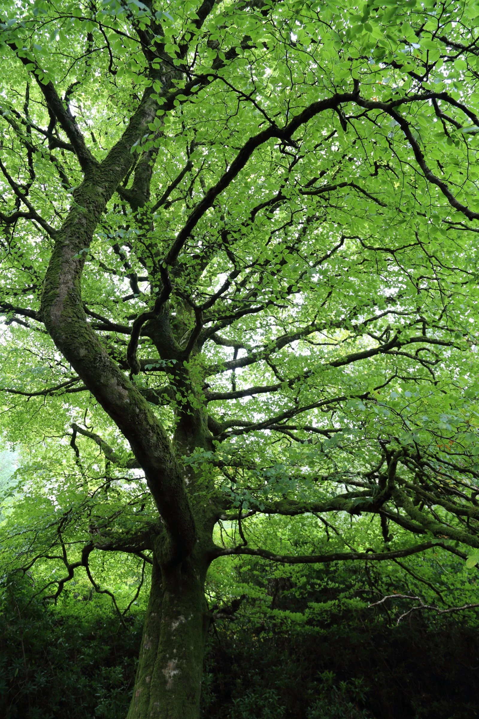 Killarney National Park, Ireland 2016