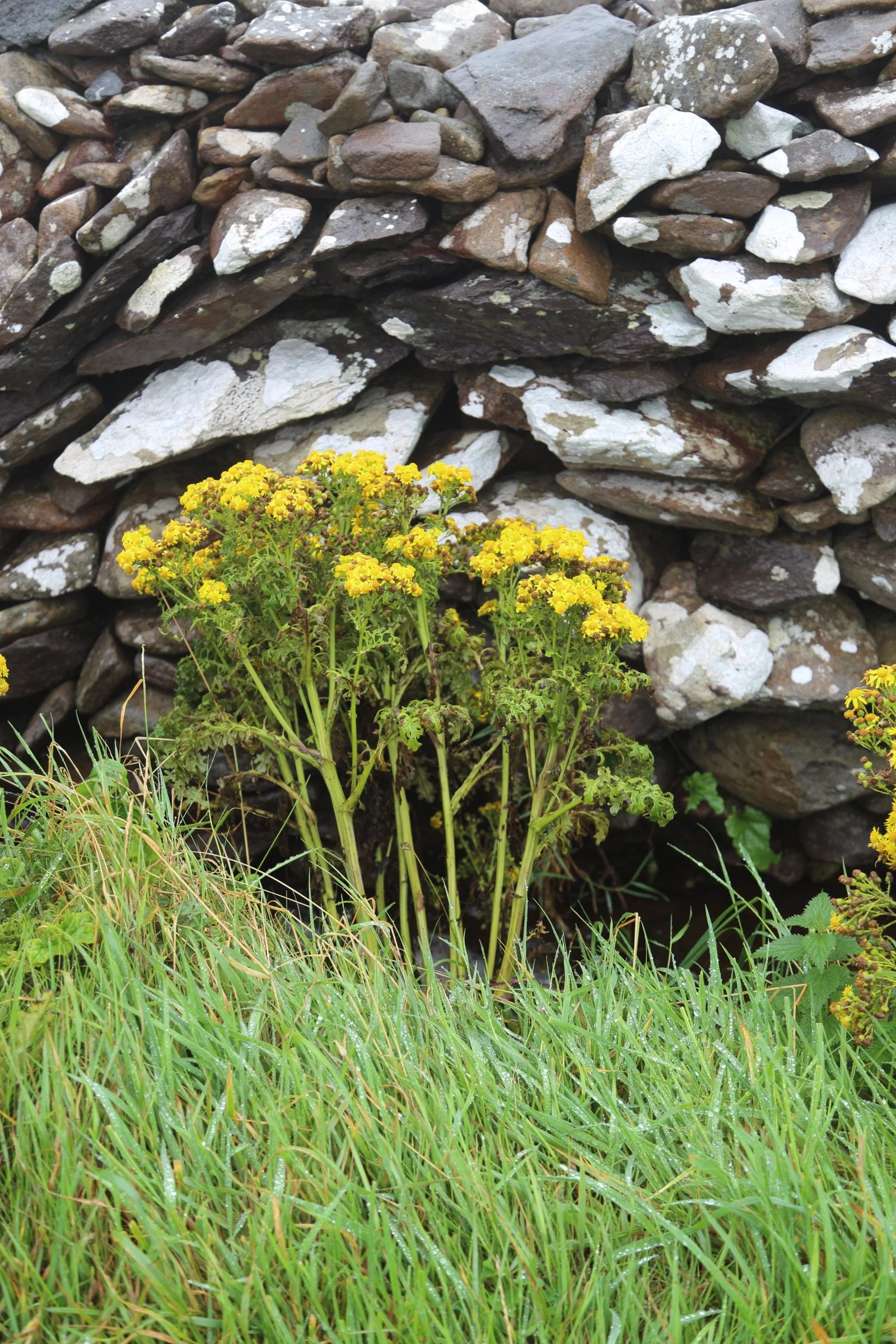 County Kerry, Ireland 2016