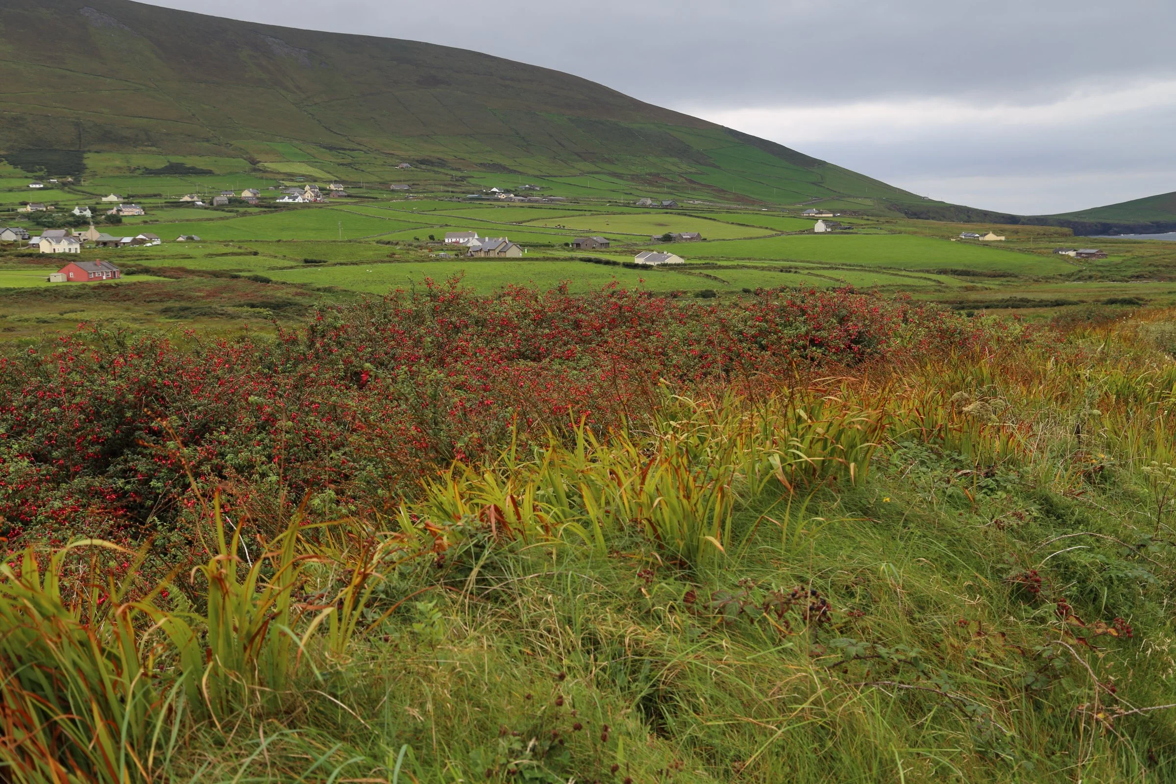Dingle Peninsula, Ireland 2016