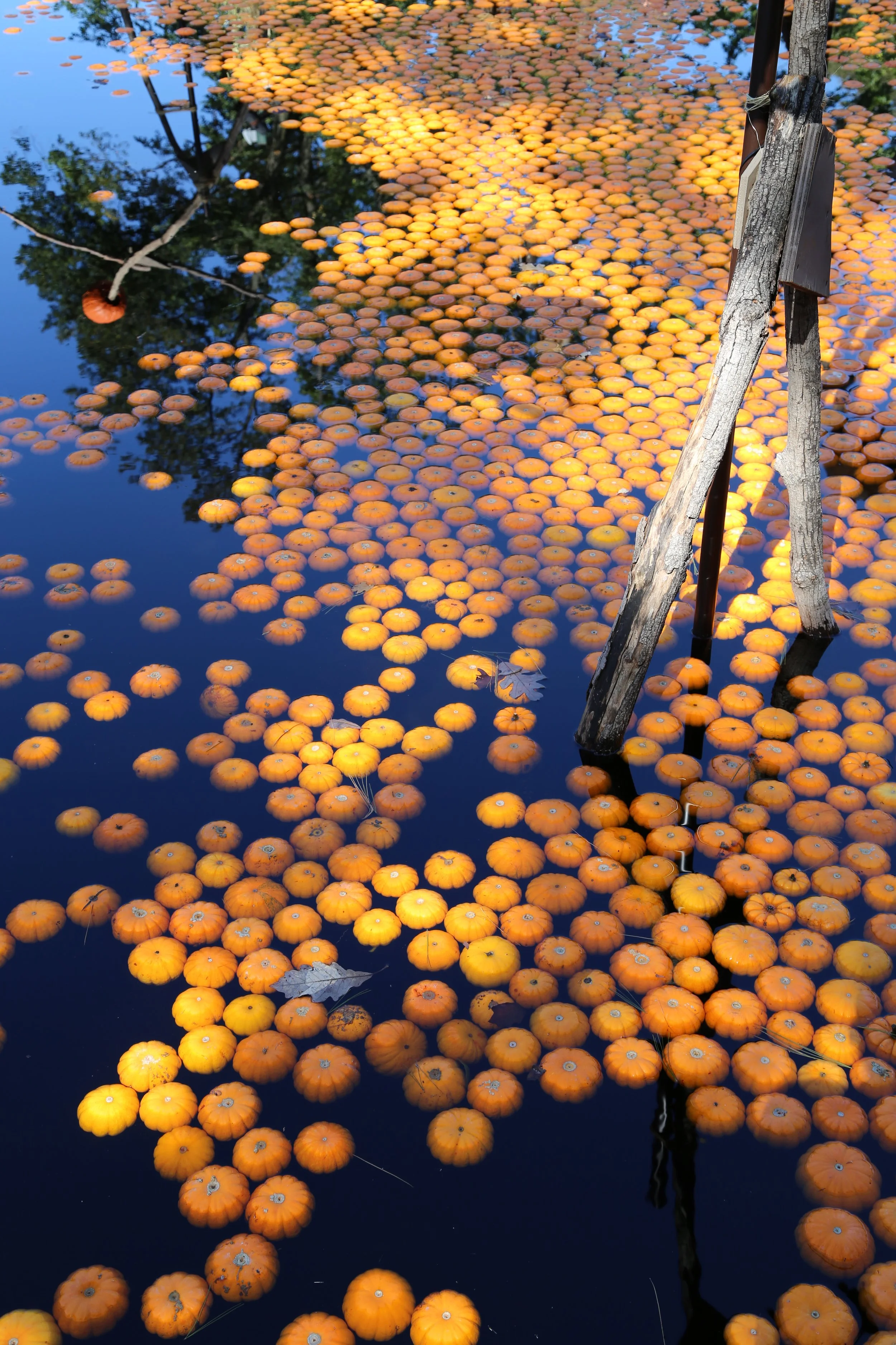 New York Botanical Garden, Bronx NY 2020