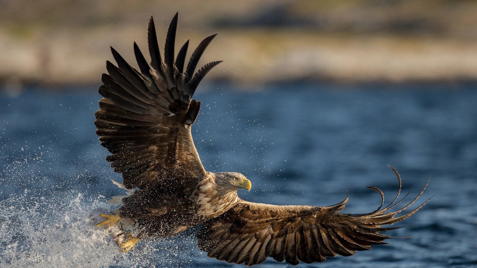 birds-magnificent-white-tailed-eagle-taking-flight-wings-splash-water-predator-flying-free-desktop-wallpaper.jpg